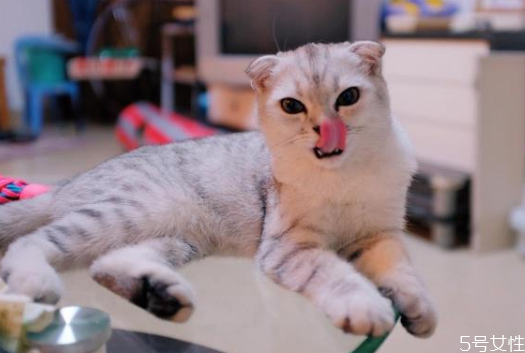 貓毛會(huì)吸進(jìn)肺里嗎 貓和人一起睡的危害 貓毛會(huì)吸進(jìn)肺里嗎 貓和人一起睡的危害