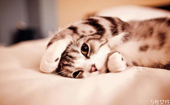 貓毛會(huì)吸進(jìn)肺里嗎 貓和人一起睡的危害 貓毛會(huì)吸進(jìn)肺里嗎 貓和人一起睡的危害