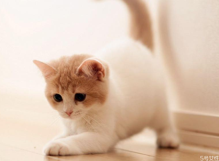 哪個快遞可以寄活體寵物 順豐快遞貓咪要多少錢 哪個快遞可以寄活體寵物 順豐快遞貓咪要多少錢