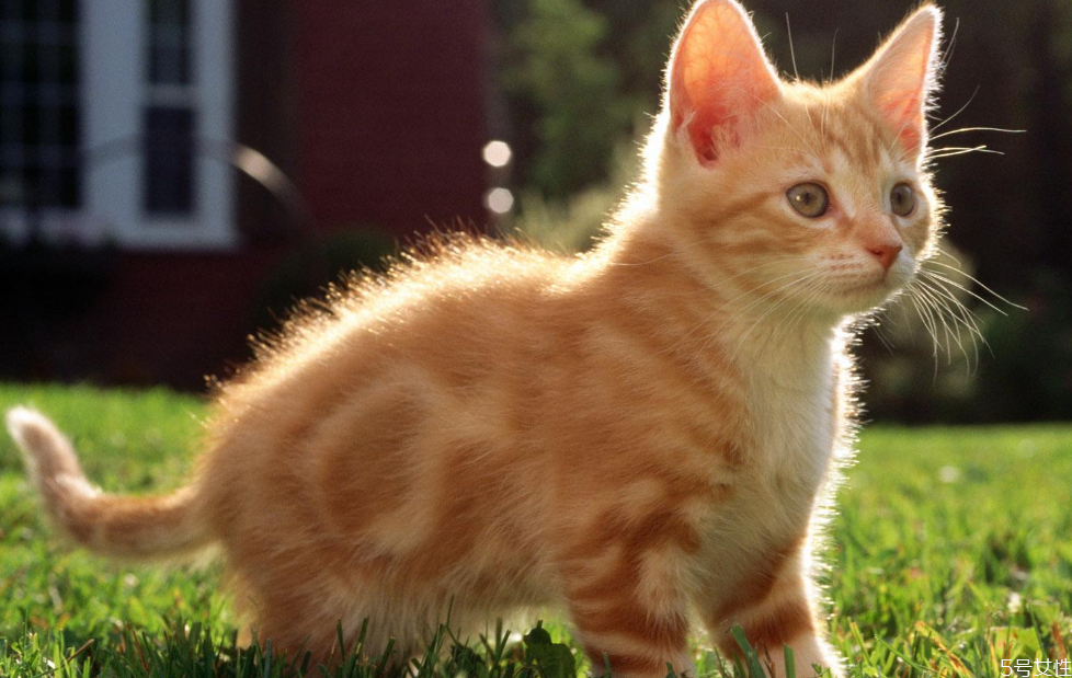 哪個快遞可以寄活體寵物 順豐快遞貓咪要多少錢 哪個快遞可以寄活體寵物 順豐快遞貓咪要多少錢