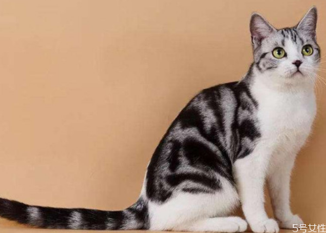 貓咪寄養(yǎng)多少錢一天 貓咪寄養(yǎng)和在家哪個好 貓咪寄養(yǎng)多少錢一天 貓咪寄養(yǎng)和在家哪個好