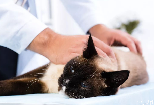 寄養(yǎng)貓咪一個(gè)月多少錢 寄養(yǎng)貓咪需要注意什么 寄養(yǎng)貓咪一個(gè)月多少錢 寄養(yǎng)貓咪需要注意什么