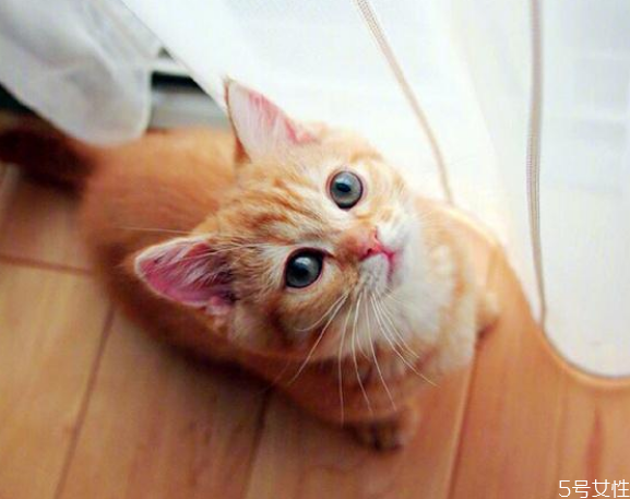 寄養(yǎng)貓咪一個(gè)月多少錢 寄養(yǎng)貓咪需要注意什么 寄養(yǎng)貓咪一個(gè)月多少錢 寄養(yǎng)貓咪需要注意什么