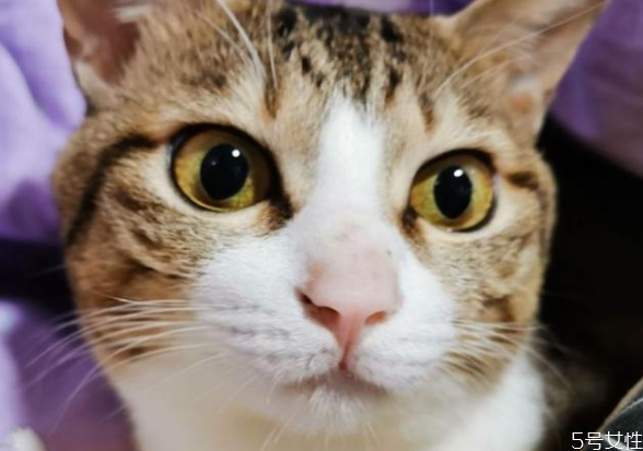 貓咪寄養(yǎng)會(huì)不會(huì)有應(yīng)激反應(yīng) 貓應(yīng)激反應(yīng)幾天能好 貓咪寄養(yǎng)會(huì)不會(huì)有應(yīng)激反應(yīng) 貓應(yīng)激反應(yīng)幾天能好