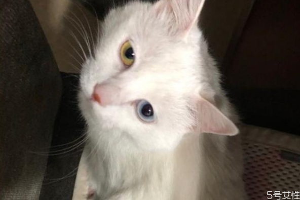 貓咪寄養(yǎng)會(huì)不會(huì)有應(yīng)激反應(yīng) 貓應(yīng)激反應(yīng)幾天能好 貓咪寄養(yǎng)會(huì)不會(huì)有應(yīng)激反應(yīng) 貓應(yīng)激反應(yīng)幾天能好