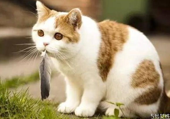 貓應(yīng)激反應(yīng)會(huì)自愈嗎 貓咪應(yīng)激反應(yīng)怎么安撫