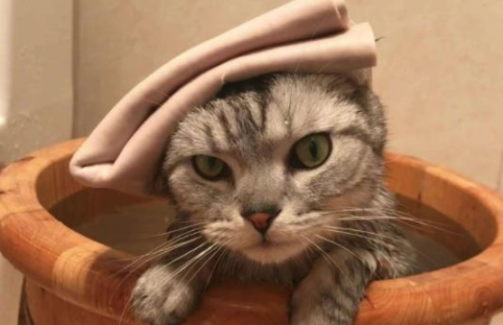 過年帶貓咪回老家要準備什么 貓咪帶回家注意事項 過年帶貓咪回老家要準備什么 貓咪帶回家注意事項