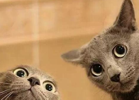 過年帶貓咪回老家要準備什么 貓咪帶回家注意事項 過年帶貓咪回老家要準備什么 貓咪帶回家注意事項