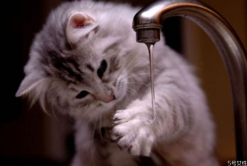 貓咪坐車會(huì)暈車嗎 貓坐私家車能坐幾小時(shí) 貓咪坐車會(huì)暈車嗎 貓坐私家車能坐幾小時(shí)