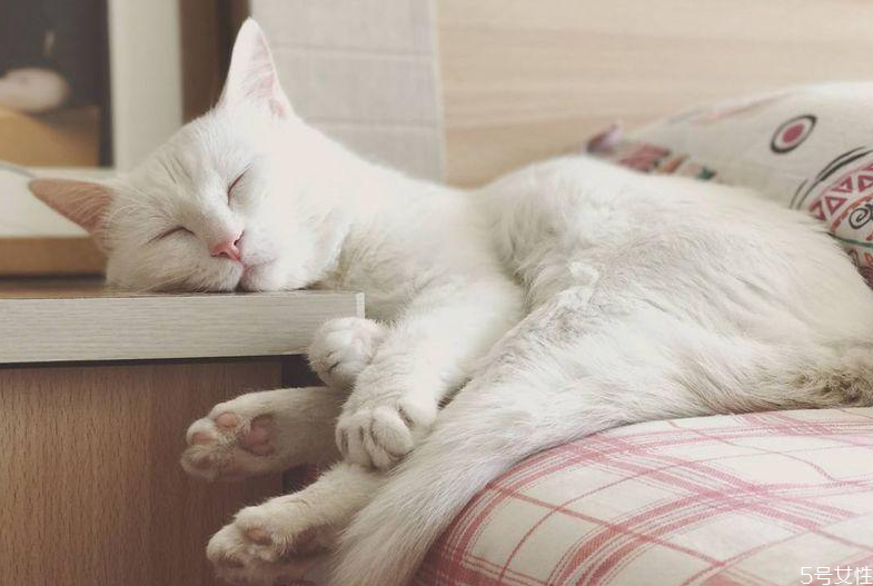 貓咪坐車會(huì)暈車嗎 貓坐私家車能坐幾小時(shí) 貓咪坐車會(huì)暈車嗎 貓坐私家車能坐幾小時(shí)