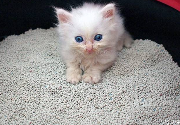 貓砂哪種比較好用 好用的貓砂排名 貓砂哪種比較好用 好用的貓砂排名