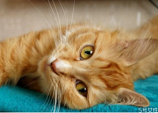 買不起貓砂用什么代替 教你怎樣自制貓砂 買不起貓砂用什么代替 教你怎樣自制貓砂