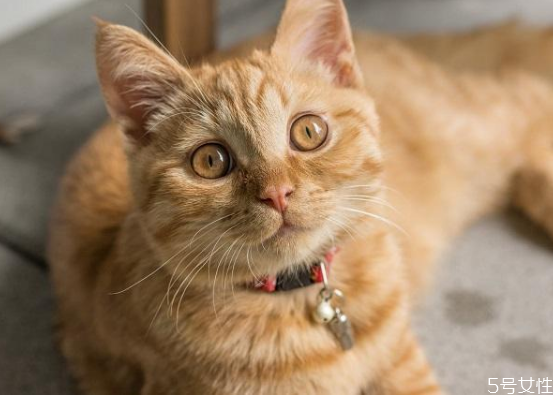 買(mǎi)不起貓砂用什么代替 教你怎樣自制貓砂