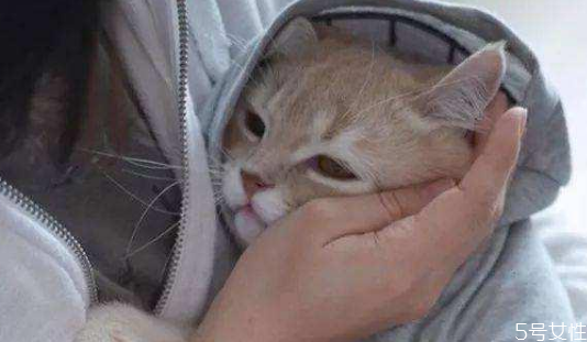 貓耳朵需要經(jīng)常清理嗎 貓咪耳屎怎么清理 貓耳朵需要經(jīng)常清理嗎 貓咪耳屎怎么清理