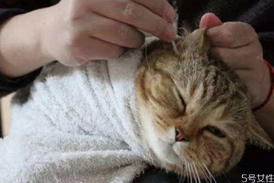 貓耳朵需要經(jīng)常清理嗎 貓咪耳屎怎么清理 貓耳朵需要經(jīng)常清理嗎 貓咪耳屎怎么清理