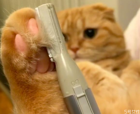 小貓身上臟怎么清理 貓平時怎么清潔 小貓身上臟怎么清理 貓平時怎么清潔