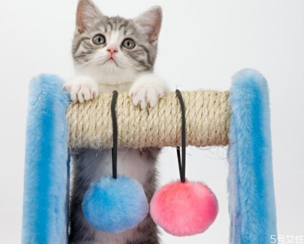 貓毛臟了能用濕毛巾擦么 如何給貓咪清潔 貓毛臟了能用濕毛巾擦么 如何給貓咪清潔