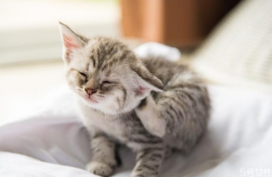 貓毛臟了能用濕毛巾擦么 如何給貓咪清潔 貓毛臟了能用濕毛巾擦么 如何給貓咪清潔