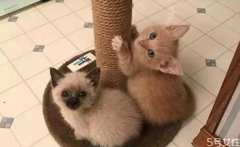 怎么給貓洗澡干凈 貓咪洗澡注意事項 怎么給貓洗澡干凈 貓咪洗澡注意事項