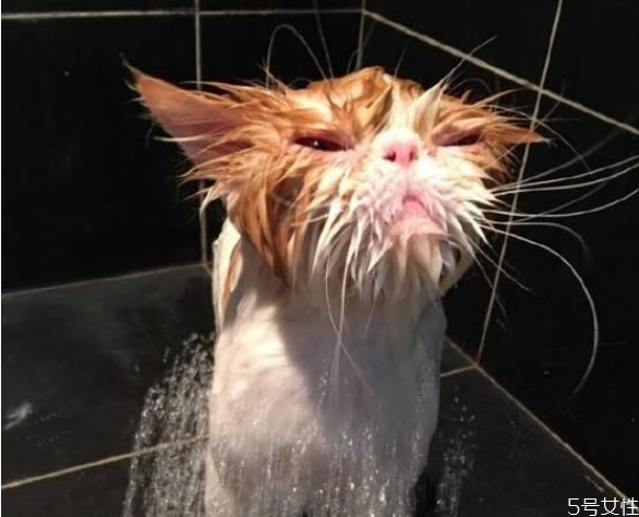 貓咪洗澡多久一次 貓咪洗澡太勤會怎么樣 貓咪洗澡多久一次 貓咪洗澡太勤會怎么樣