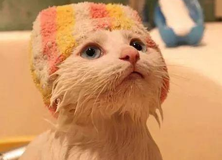 貓條會讓貓咪上癮嗎 貓條拌貓糧可以每天都喂嗎