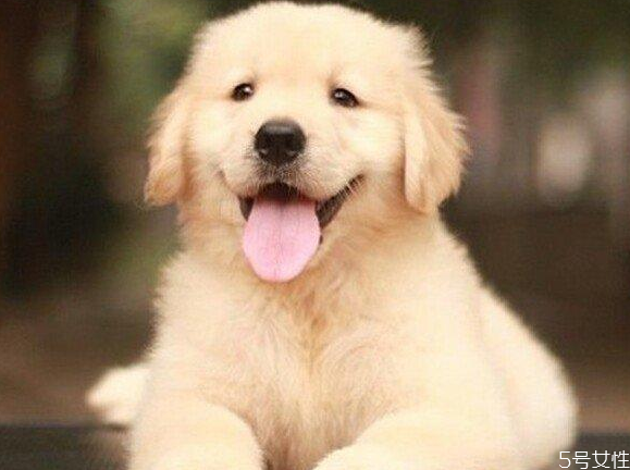 狗的壽命一般多長 狗一年相當于幾歲