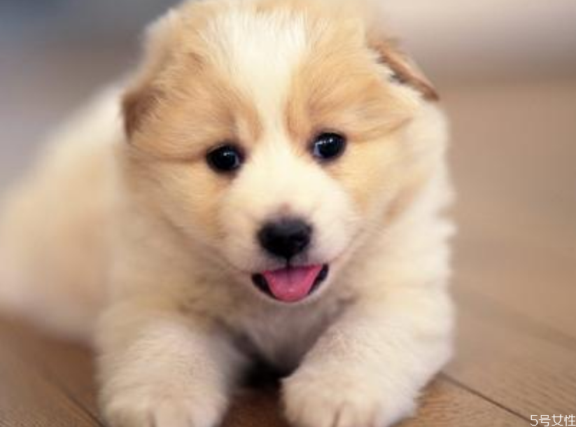 狗狗死后為什么不能碰 給狗狗正確的下葬方法 狗狗死后為什么不能碰 給狗狗正確的下葬方法