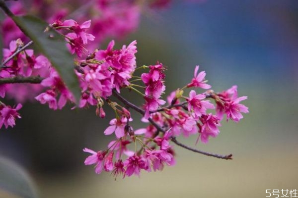 立春當(dāng)天可以打掃衛(wèi)生嗎 立春這天有什么講究 立春當(dāng)天可以打掃衛(wèi)生嗎 立春這天有什么講究