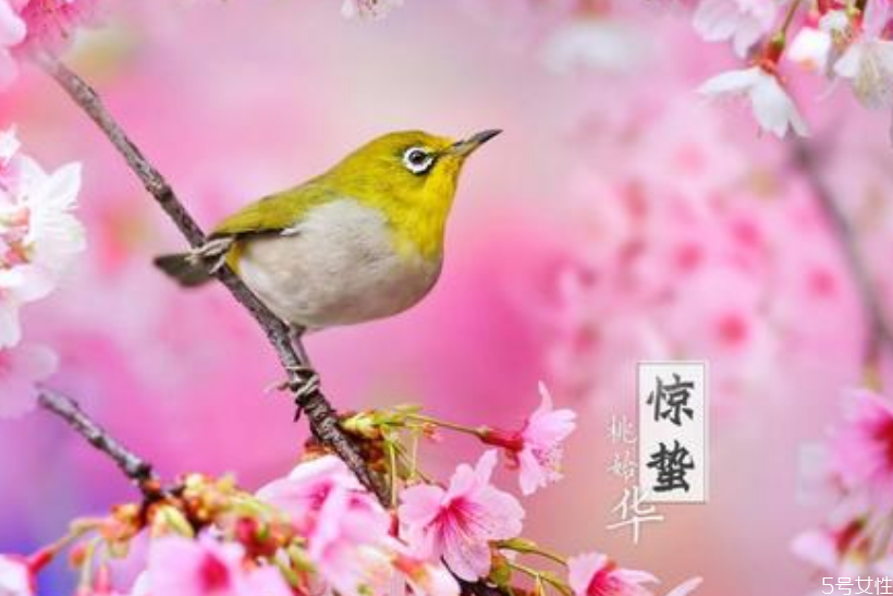 驚蟄三候是什么意思 驚蟄分為哪三候 驚蟄三候是什么意思 驚蟄分為哪三候