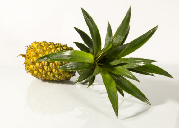 鳳梨切開(kāi)后怎么保存 鳳梨切開(kāi)后放冰箱可以?xún)?chǔ)存多長(zhǎng)時(shí)間