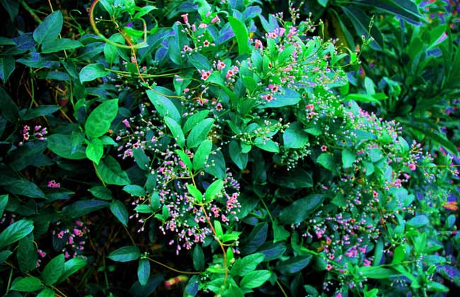 雞屎藤孕婦能吃嗎 孕早中晚期可以吃雞屎藤嗎 雞屎藤孕婦能吃嗎 孕早中晚期可以吃雞屎藤嗎