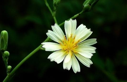 剪刀股有毒性嗎 剪刀股能否食用 剪刀股有毒性嗎 剪刀股能否食用