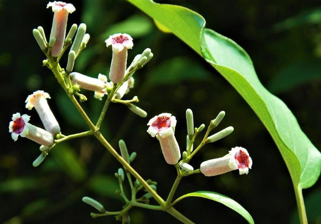 雞屎藤糖水的做法 雞屎藤煮水喝的功效 雞屎藤糖水的做法 雞屎藤煮水喝的功效