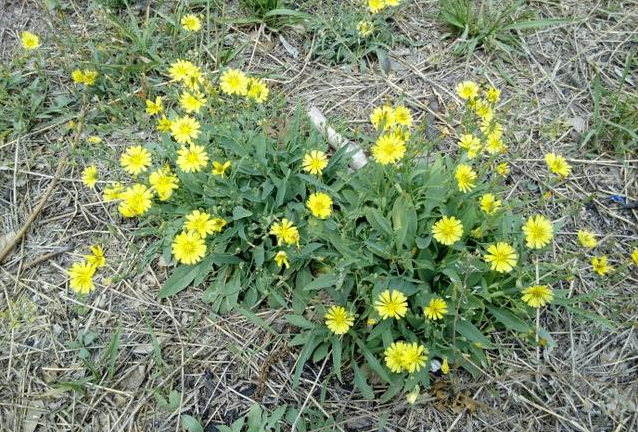 剪刀股有毒性嗎 剪刀股能否食用 剪刀股有毒性嗎 剪刀股能否食用