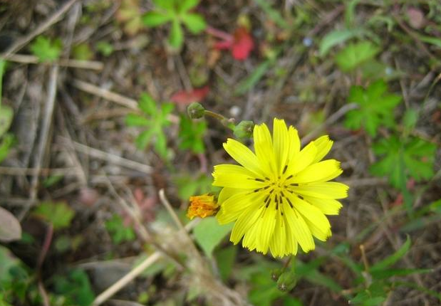 剪刀股有毒性嗎 剪刀股能否食用 剪刀股有毒性嗎 剪刀股能否食用