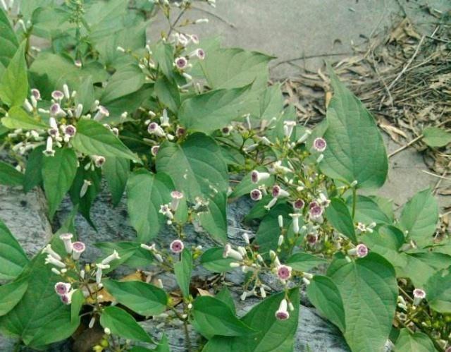 雞屎藤治療痛風(fēng)怎么用 雞屎藤治療痛風(fēng)方子分享 雞屎藤治療痛風(fēng)怎么用 雞屎藤治療痛風(fēng)方子分享