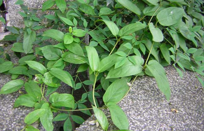 雞屎藤孕婦能吃嗎 孕早中晚期可以吃雞屎藤嗎 雞屎藤孕婦能吃嗎 孕早中晚期可以吃雞屎藤嗎