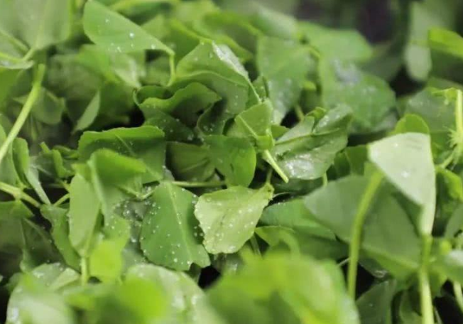 草頭是什么菜 草頭學(xué)名叫什么 草頭是什么菜 草頭學(xué)名叫什么