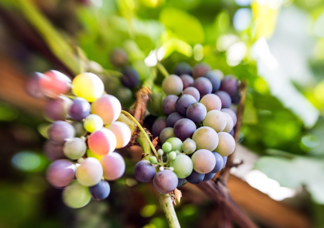 糖尿病適合吃什么水果 糖尿病能吃什么水果 糖尿病適合吃什么水果 糖尿病能吃什么水果