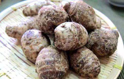 芋子和芋頭的區(qū)別 芋子和魔芋區(qū)別 芋子和芋頭的區(qū)別 芋子和魔芋區(qū)別