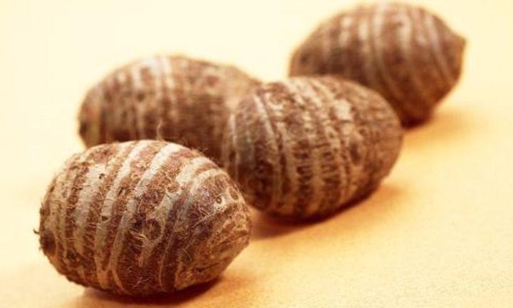 芋子葉的作用與功效 芋子葉子的功效 芋子葉的作用與功效 芋子葉子的功效