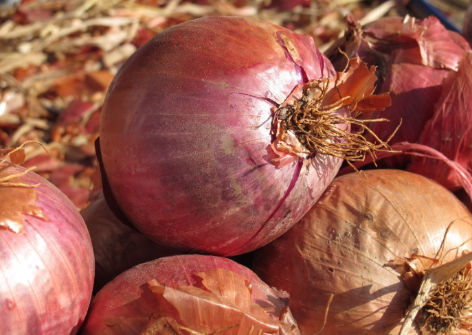 水洋蔥煮水喝功效 水洋蔥泡茶對前列腺好嗎 水洋蔥煮水喝功效 水洋蔥泡茶對前列腺好嗎