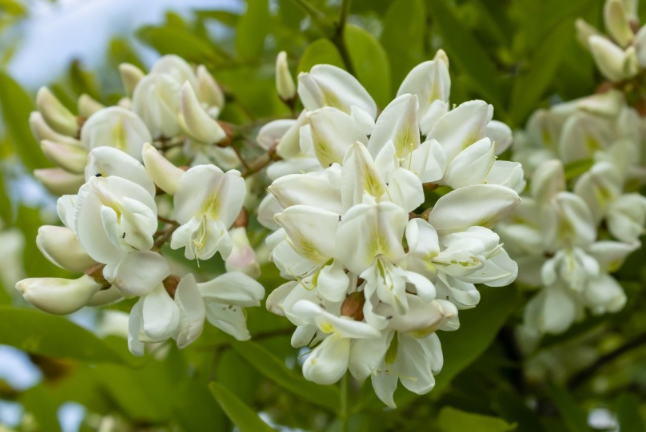 洋槐花的功效與作用 洋槐花的營養(yǎng)價值 洋槐花的功效與作用 洋槐花的營養(yǎng)價值