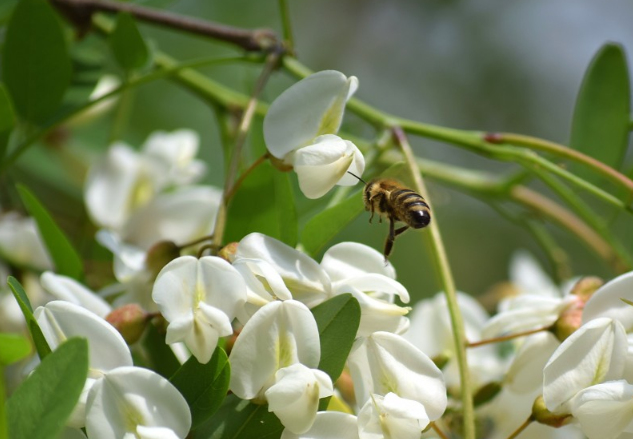 洋槐花泡水喝的功效 洋槐花泡茶喝有功效 洋槐花泡水喝的功效 洋槐花泡茶喝有功效