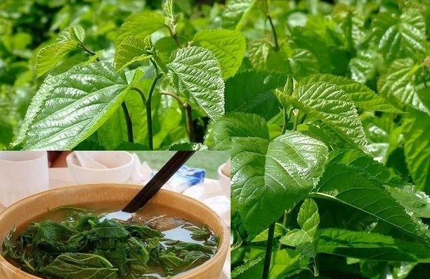 喝桑葉茶能減肥嗎?有什么副作用？