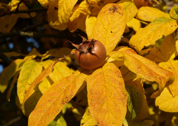 枇杷吃多了有什么壞處 枇杷吃多了有沒有什么副作用 枇杷吃多了有什么壞處 枇杷吃多了有沒有什么副作用