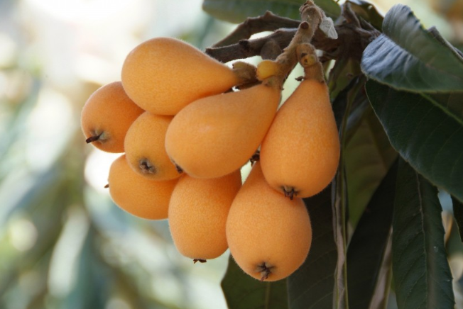 枇杷吃多了有什么壞處 枇杷吃多了有沒有什么副作用 枇杷吃多了有什么壞處 枇杷吃多了有沒有什么副作用