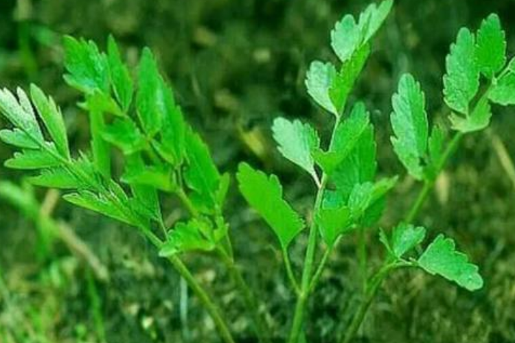 小葉芹的功效與作用 小葉芹的營養(yǎng)價值 小葉芹的功效與作用 小葉芹的營養(yǎng)價值