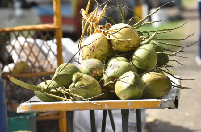 青椰子肉怎么吃才好吃 青椰子的功效與作用 青椰子肉怎么吃才好吃 青椰子的功效與作用