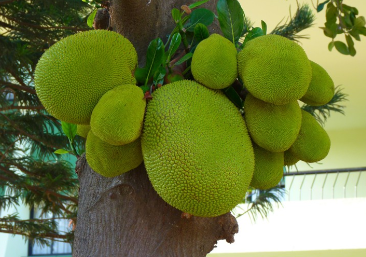 菠蘿蜜吃多了會(huì)上火嗎 吃菠蘿蜜的7大禁忌 菠蘿蜜吃多了會(huì)上火嗎 吃菠蘿蜜的7大禁忌